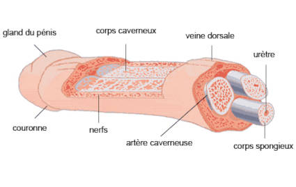 Structure du pénis