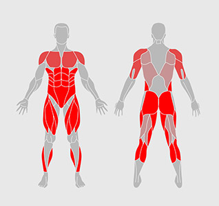 mięśnie-ćwiczenia-fizjoterapia-mięśnie