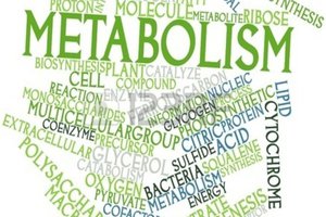 metabolisme