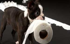 cachorro con papel higiénico en la boca