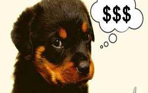 dollari per cani
