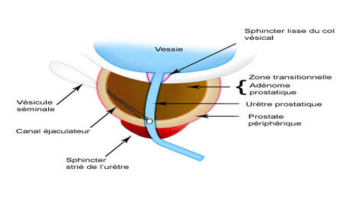 structure-de-la-prostate