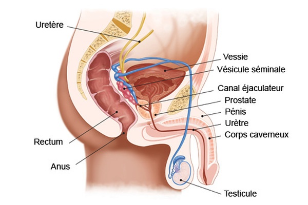 emplacement-prostate