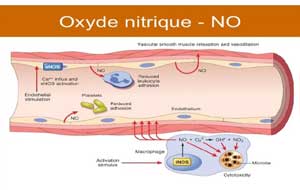Oxyde Nitrique