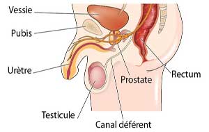 Qu’est-ce que la prostate et quelle est sa fonction?