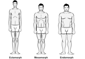 Types de corps et musculation