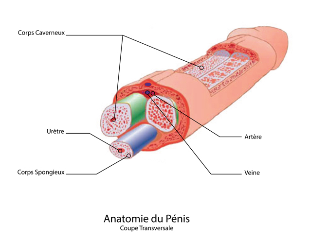 Anatomie des Penis
