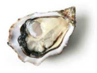 Natürliche Steigerung der Libido mit Austern