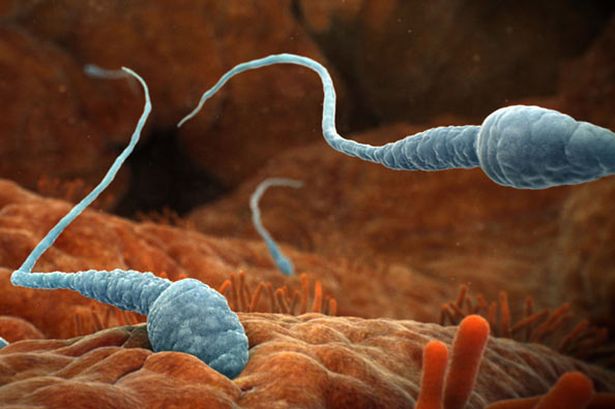 Spermien unter dem Mikroskop
