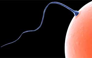 um espermatozoide a entrar num óvulo