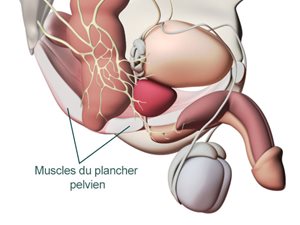 Pubococcygeus-Muskel Mann
