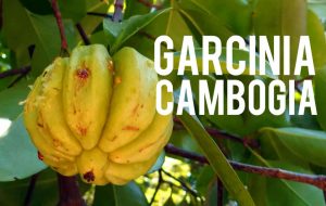 Le Garcinia Cambogia pour maigrir