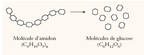 Molecule-Amidon-contenue-dans-carb-blocker
