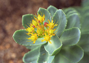 rhodiola-rosea-la-plante