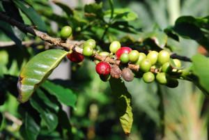 cafeier-arbuste-du-cafe-vert