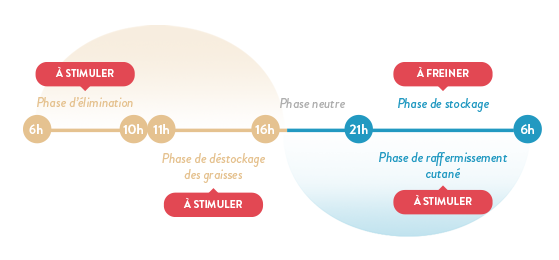 phases-de-chronobiologie-principe-de-base-de-minceur-24-forte-de-forte-pharma