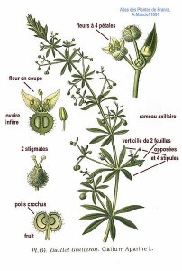 bedstraw-botánica