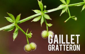 Gaillet Gratteron, lose weight naturally
