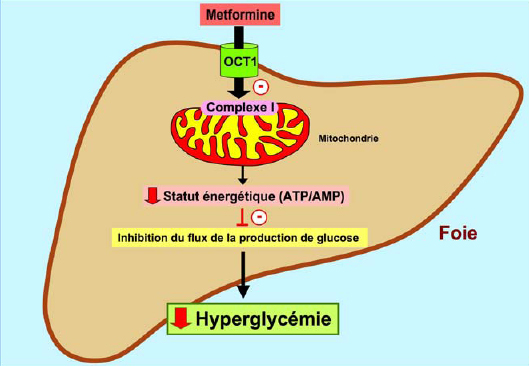 metformine-500-mecanisme-action