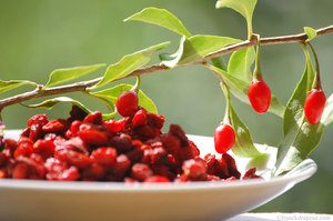 goji-berries-ingredient-of-Goji-Berry-Extract-500mg