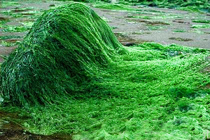 spiruline-exemple-d-algues-pour-maigrir