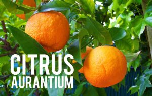 Le Citrus aurantium pour réduire les kilos