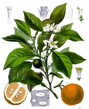 Citrus aurantium Botanique