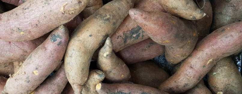 proprietes-et-usages-medicinaux-du-yacon-pour-maigrir