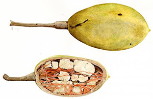 baobab-fruit-interieur