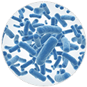 bifidobacterium-infantis