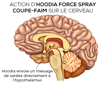 hoodia-force-hypothalamus