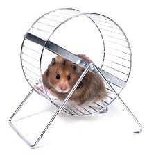 Leptine hamster cercle vicieux
