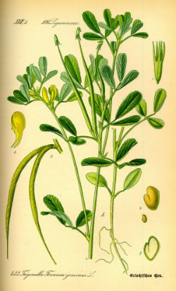 Fenugrec Trigonella foenum graecum