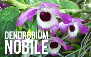 Dendrobium Nobile Introduction