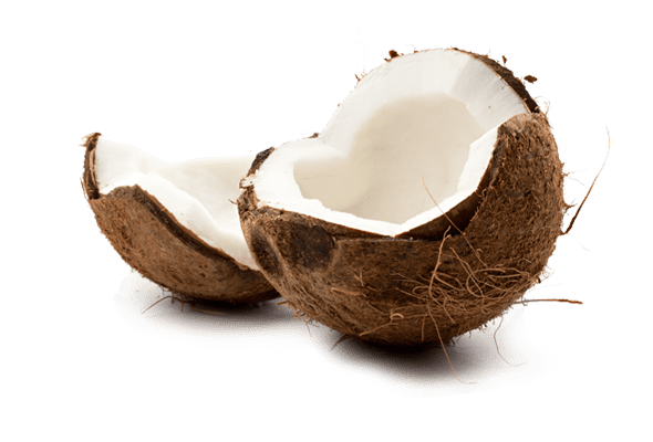Noix de coco fruit