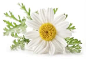 Chamomile for slimming