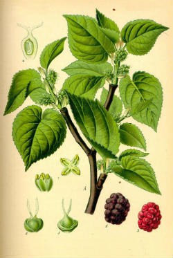 White Mulberry Leaf Extract Botanique