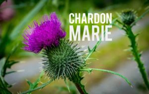 Chardon-Marie
