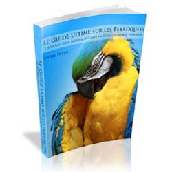 Le Guide Ultime Sur Les Perroquets